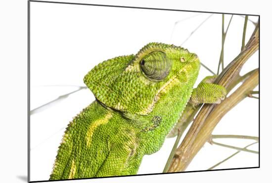 Common Chameleon (Chameleo Chameleo) in Retama Bush, Huelva, Andalucia, Spain, April 2009-Benvie-Mounted Photographic Print