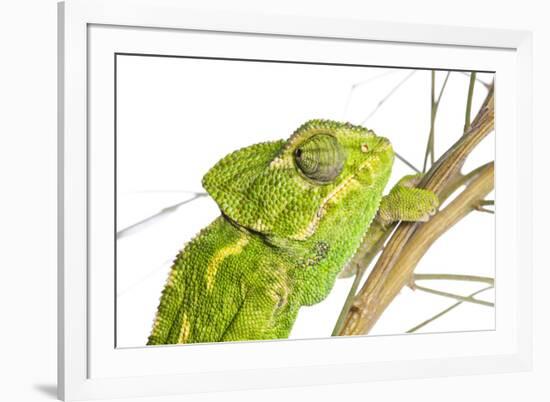 Common Chameleon (Chameleo Chameleo) in Retama Bush, Huelva, Andalucia, Spain, April 2009-Benvie-Framed Photographic Print