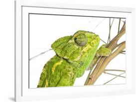 Common Chameleon (Chameleo Chameleo) in Retama Bush, Huelva, Andalucia, Spain, April 2009-Benvie-Framed Photographic Print