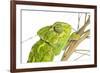 Common Chameleon (Chameleo Chameleo) in Retama Bush, Huelva, Andalucia, Spain, April 2009-Benvie-Framed Photographic Print