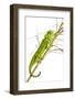 Common Chameleon (Chameleo Chameleo) in Retama Bush, Huelva, Andalucia, Spain, April 2009-Benvie-Framed Photographic Print