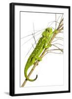 Common Chameleon (Chameleo Chameleo) in Retama Bush, Huelva, Andalucia, Spain, April 2009-Benvie-Framed Photographic Print