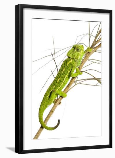 Common Chameleon (Chameleo Chameleo) in Retama Bush, Huelva, Andalucia, Spain, April 2009-Benvie-Framed Photographic Print