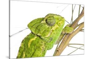 Common Chameleon (Chameleo Chameleo) in Retama Bush, Huelva, Andalucia, Spain, April 2009-Benvie-Stretched Canvas