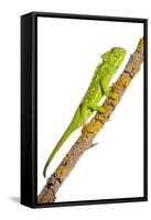 Common Chameleon (Chameleo Chameleo) on Branch, Huelva, Andalucia, Spain, April 2009-Benvie-Framed Stretched Canvas