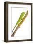 Common Chameleon (Chameleo Chameleo) on Branch, Huelva, Andalucia, Spain, April 2009-Benvie-Framed Photographic Print