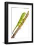 Common Chameleon (Chameleo Chameleo) on Branch, Huelva, Andalucia, Spain, April 2009-Benvie-Framed Photographic Print