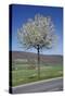 Common Cherry Tree Flowering on Roadside-null-Stretched Canvas