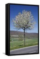 Common Cherry Tree Flowering on Roadside-null-Framed Stretched Canvas