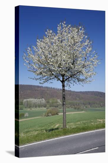 Common Cherry Tree Flowering on Roadside-null-Stretched Canvas