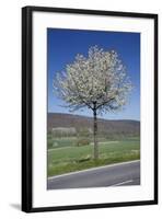 Common Cherry Tree Flowering on Roadside-null-Framed Photographic Print