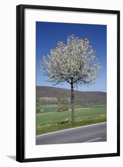 Common Cherry Tree Flowering on Roadside-null-Framed Photographic Print