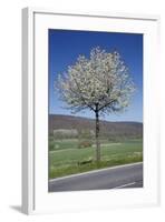 Common Cherry Tree Flowering on Roadside-null-Framed Photographic Print