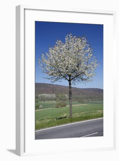 Common Cherry Tree Flowering on Roadside-null-Framed Photographic Print