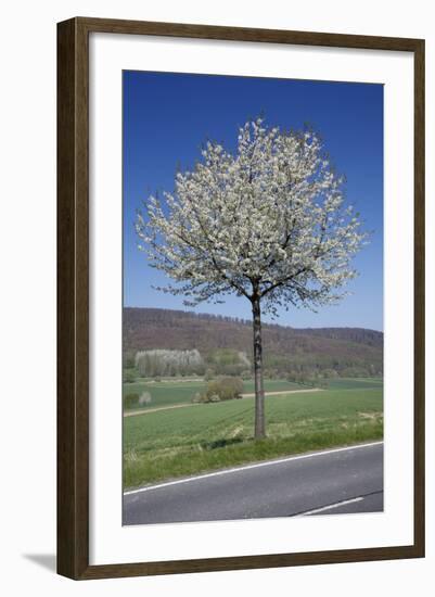 Common Cherry Tree Flowering on Roadside-null-Framed Photographic Print