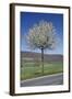 Common Cherry Tree Flowering on Roadside-null-Framed Photographic Print