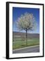 Common Cherry Tree Flowering on Roadside-null-Framed Photographic Print