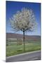 Common Cherry Tree Flowering on Roadside-null-Mounted Photographic Print