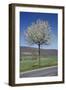 Common Cherry Tree Flowering on Roadside-null-Framed Photographic Print