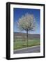 Common Cherry Tree Flowering on Roadside-null-Framed Photographic Print