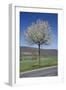 Common Cherry Tree Flowering on Roadside-null-Framed Photographic Print