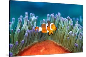 common clownfish in the tentacles of its host, indonesia-alex mustard-Stretched Canvas