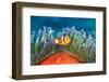 common clownfish in the tentacles of its host, indonesia-alex mustard-Framed Photographic Print