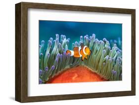 common clownfish in the tentacles of its host, indonesia-alex mustard-Framed Photographic Print