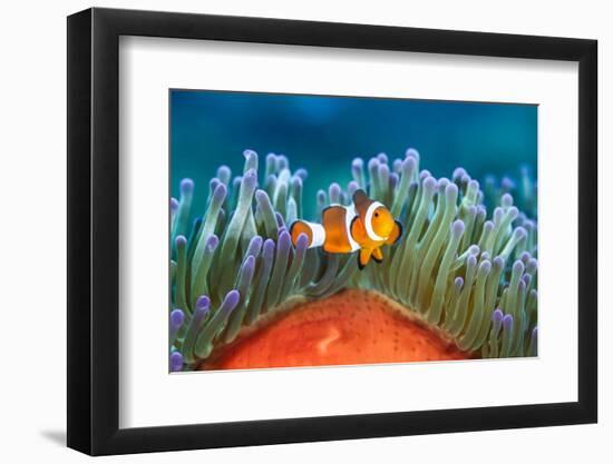 common clownfish in the tentacles of its host, indonesia-alex mustard-Framed Photographic Print