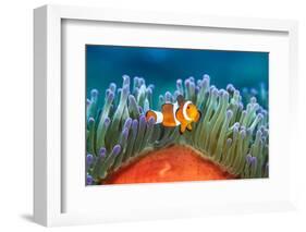 common clownfish in the tentacles of its host, indonesia-alex mustard-Framed Photographic Print