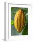 Common Cocoa-Jim Engelbrecht-Framed Photographic Print