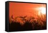 Common Cormorant Silhouetted in Tree Against Sunset-null-Framed Stretched Canvas