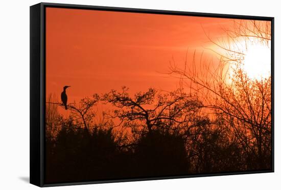 Common Cormorant Silhouetted in Tree Against Sunset-null-Framed Stretched Canvas