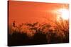Common Cormorant Silhouetted in Tree Against Sunset-null-Stretched Canvas