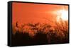 Common Cormorant Silhouetted in Tree Against Sunset-null-Framed Stretched Canvas