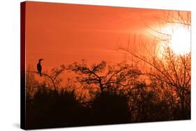 Common Cormorant Silhouetted in Tree Against Sunset-null-Stretched Canvas