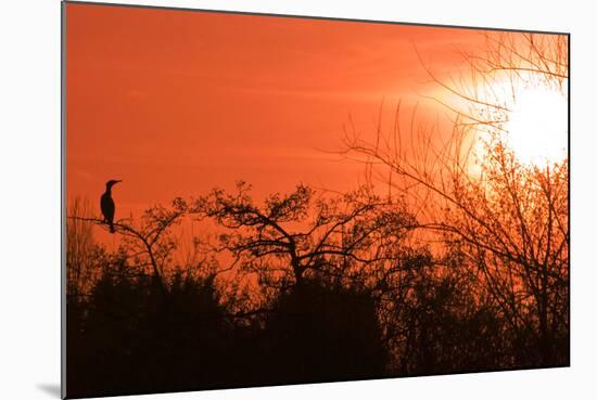 Common Cormorant Silhouetted in Tree Against Sunset-null-Mounted Photographic Print