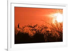 Common Cormorant Silhouetted in Tree Against Sunset-null-Framed Photographic Print