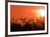 Common Cormorant Silhouetted in Tree Against Sunset-null-Framed Photographic Print