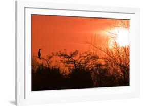 Common Cormorant Silhouetted in Tree Against Sunset-null-Framed Photographic Print