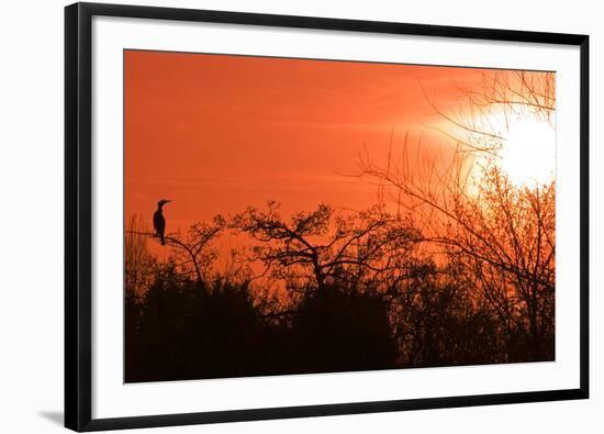 Common Cormorant Silhouetted in Tree Against Sunset-null-Framed Photographic Print