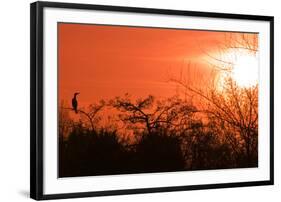 Common Cormorant Silhouetted in Tree Against Sunset-null-Framed Photographic Print