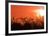 Common Cormorant Silhouetted in Tree Against Sunset-null-Framed Photographic Print