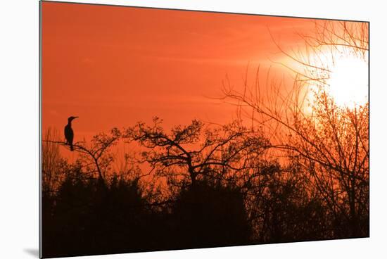 Common Cormorant Silhouetted in Tree Against Sunset-null-Mounted Photographic Print