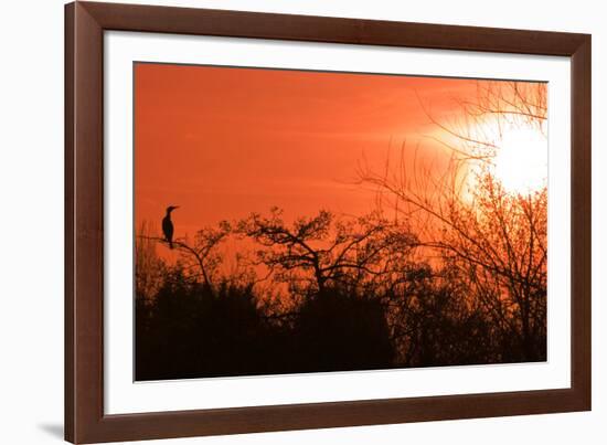 Common Cormorant Silhouetted in Tree Against Sunset-null-Framed Photographic Print