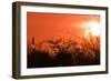 Common Cormorant Silhouetted in Tree Against Sunset-null-Framed Photographic Print