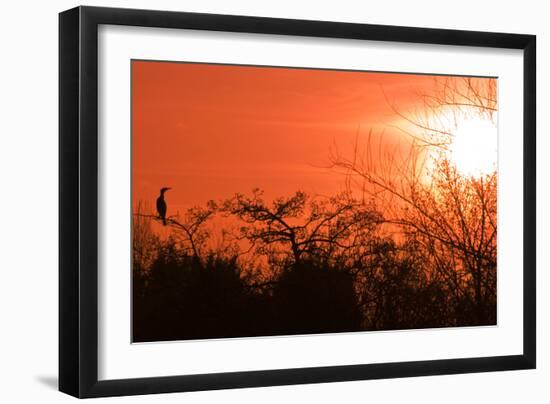 Common Cormorant Silhouetted in Tree Against Sunset-null-Framed Photographic Print