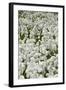Common Cottongrass (Eriophorum Angustifolium) Flowering on Swampy Grassland-null-Framed Photographic Print