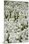 Common Cottongrass (Eriophorum Angustifolium) Flowering on Swampy Grassland-null-Mounted Photographic Print