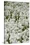 Common Cottongrass (Eriophorum Angustifolium) Flowering on Swampy Grassland-null-Stretched Canvas